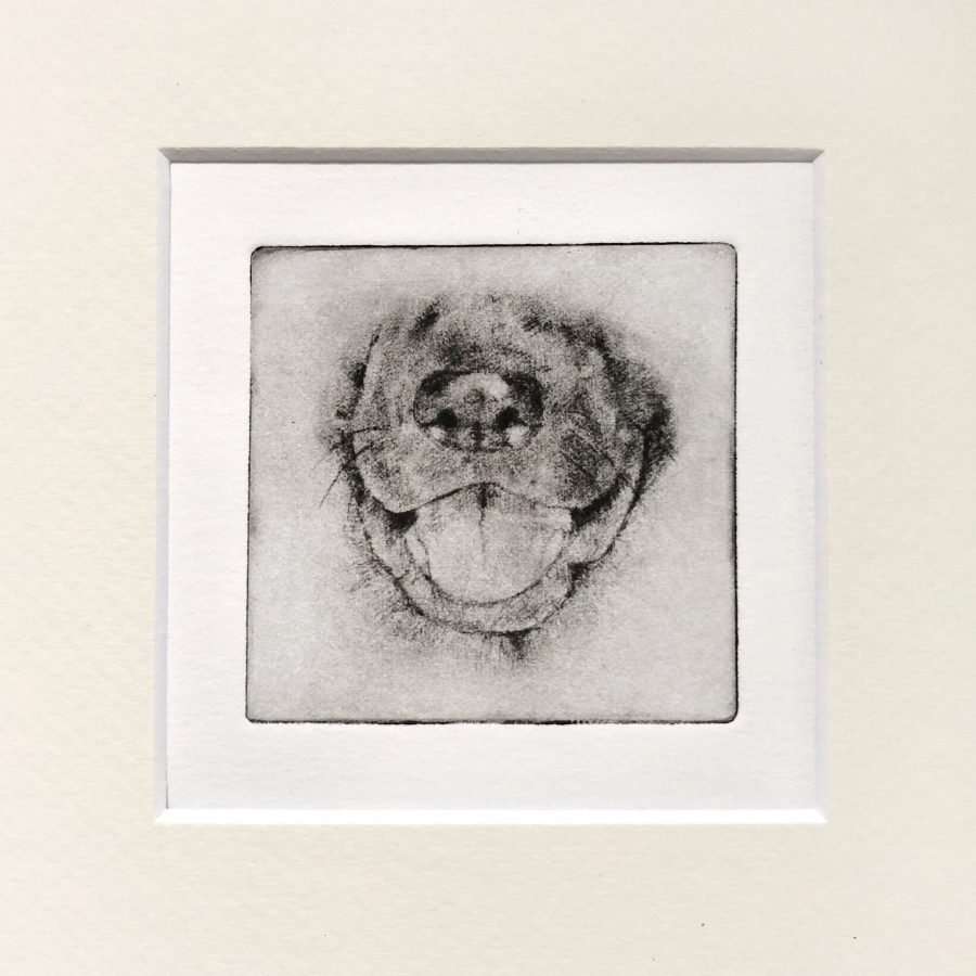 Shepherd Nose Dog Portrait image 0