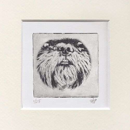 Shihtzu Nose Dog Portrait image 0