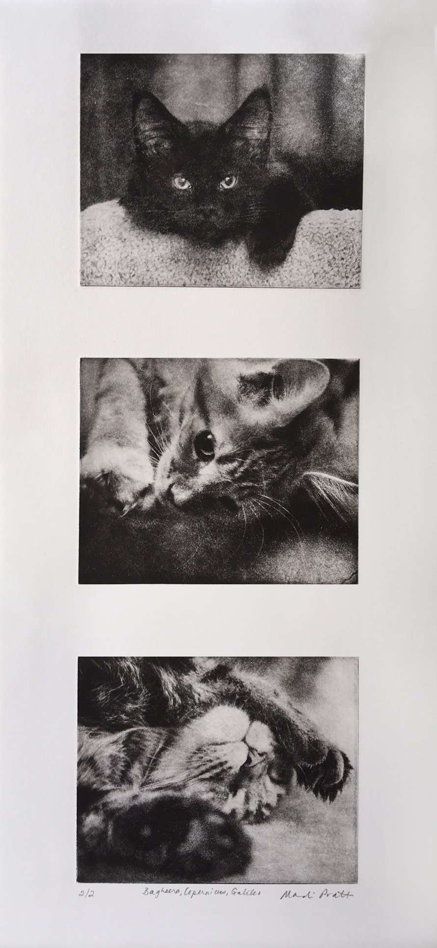Custom Pet Portrait Collage image 1