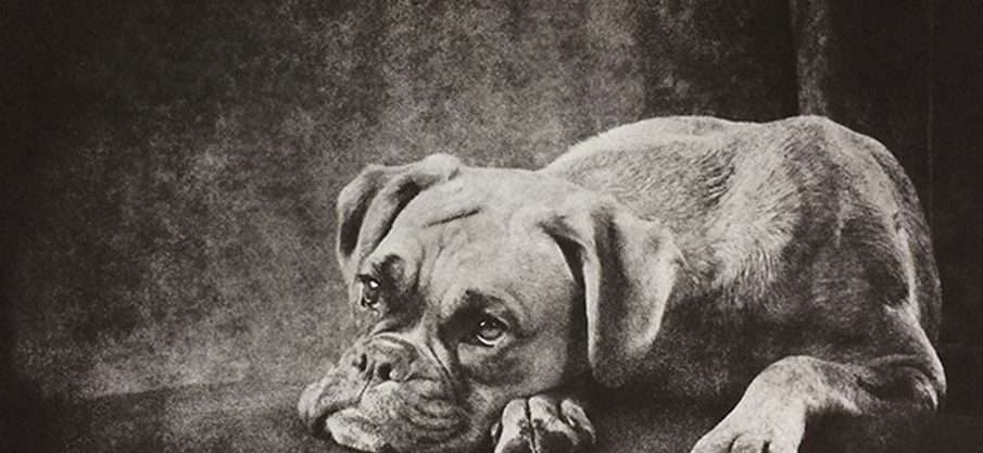 Custom Pet Portrait - Medium Etching 11x14 Mat image 1