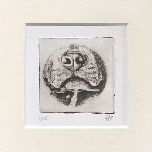 Pitbull Nose Dog Portrait