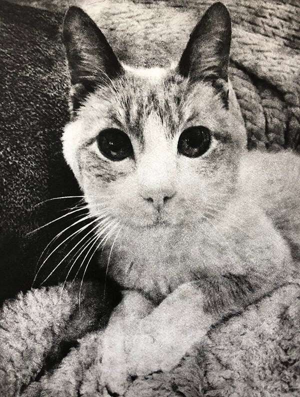 Custom Pet Portrait - Small Etching 8x10 Mat image 8