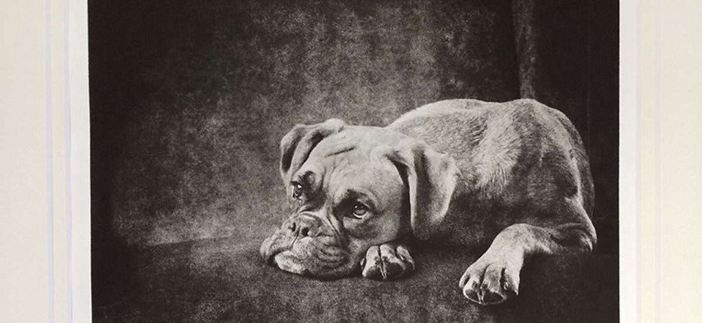 Custom Pet Portrait - Medium Etching 11x14 Mat image 0