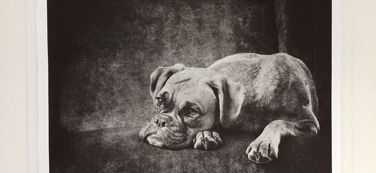 Custom Pet Portrait - Medium Etching 11x14 Mat image 0